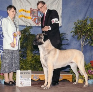 Sire: BISS CH Horizon's Zafer "Rocky" BOB April 2005