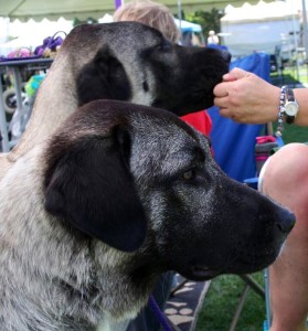 Shazam & sister Ziva at 10 months