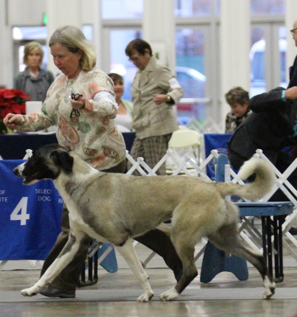 Lea & Muska strutting their stuff!