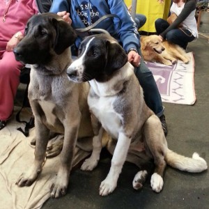 Shazam & Muska