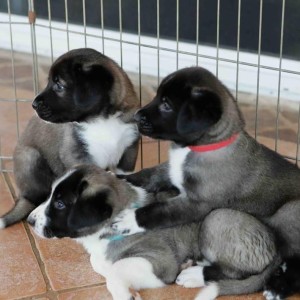 Ziva, Blackjack, & Muska