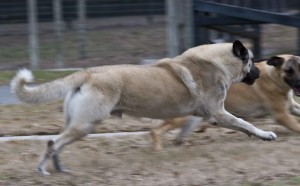 BISS CH Horizon's Zafer "Rocky" Photo courtesy of Cougar Ridge Photography