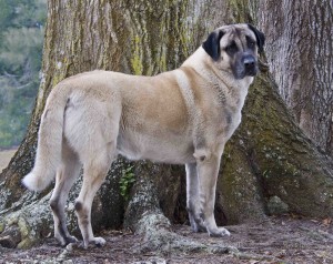 BISS CH Horizon's Zafer "Rocky" Photo courtesy of Cougar Ridge Photography