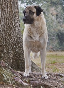 BISS CH Horizon''s Zafer "Rocky" Photo courtesy of Cougar Ridge Photography