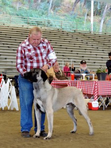 Shazam & Ric Plaut at the San Gabriel KC dog show, 11/01/14. Photo courtesy of Nor Cal Bulldogger