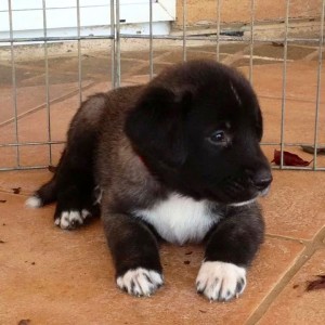 Baby Blackjack