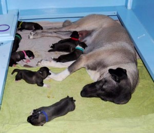 Shami x Rocky litter, whelped August 16th 2013