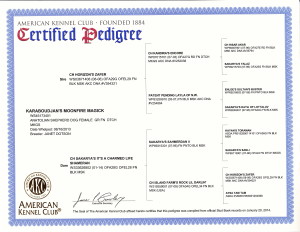 AKC Pedigree
