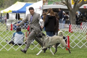 Young Shami with handler Joe Berkau