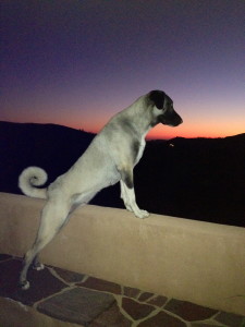 Shami at sunset