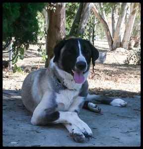Muska at 1 yr