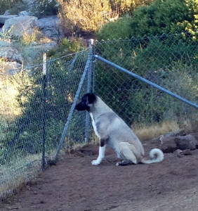 Shami standing guard