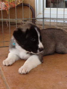 Baby Moo