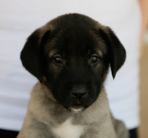 Baby Shazam