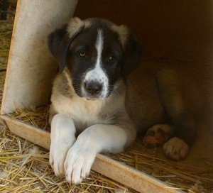 Little Moosh