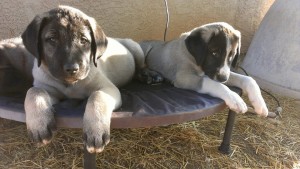 Shazam & Muska