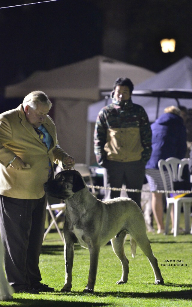 01/09/2016 Palm Springs KC-Best of Breed under Judge: Roland Pollard, handled by Ric Plaut PHA