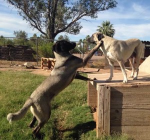 Blackjack & his Aunt Ruhlu (Shami's sister) both owned by Loralee Johnson