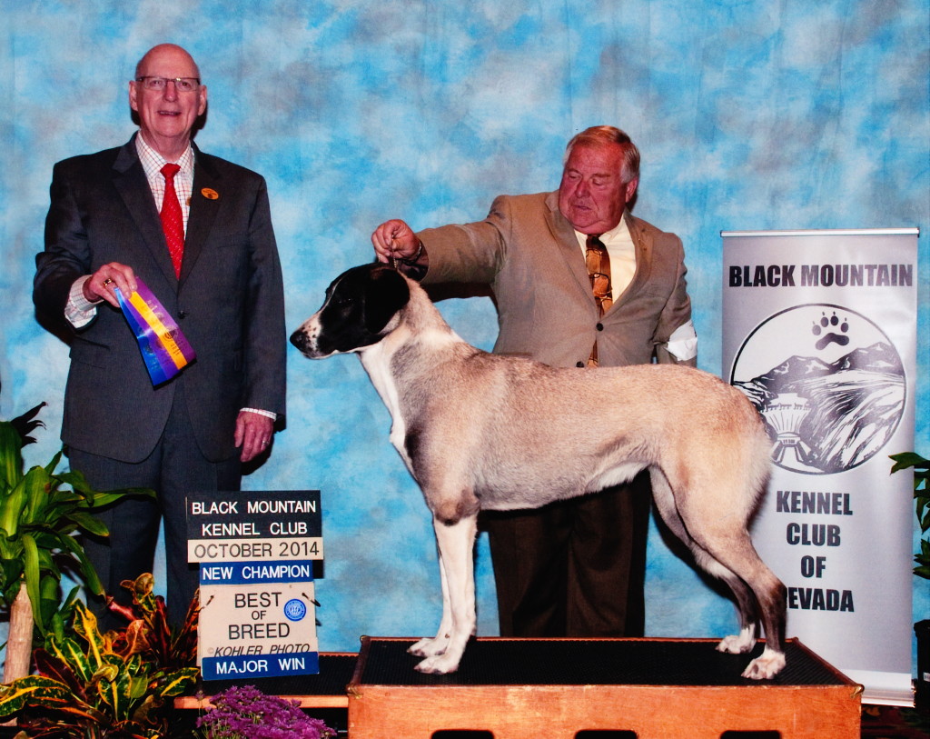 Best of Breed, Major & new Champion 