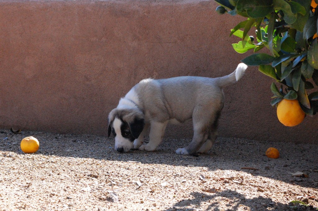 Baby Teshie