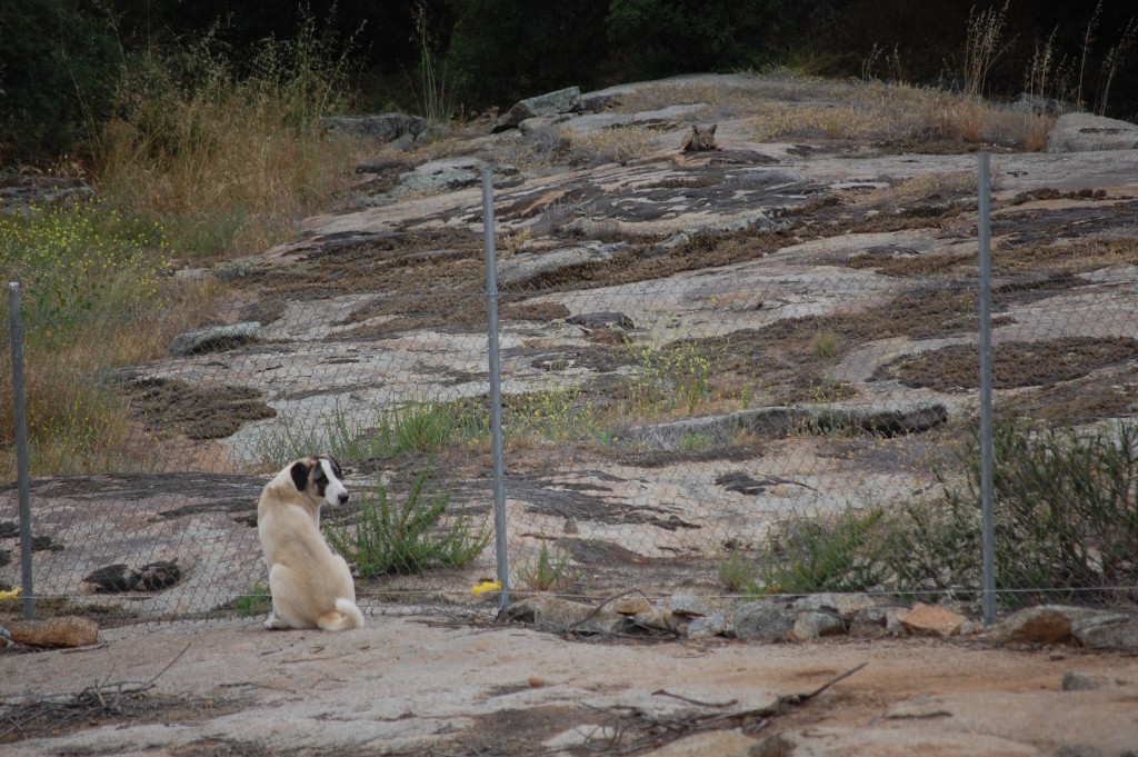 Ates on coyote watch