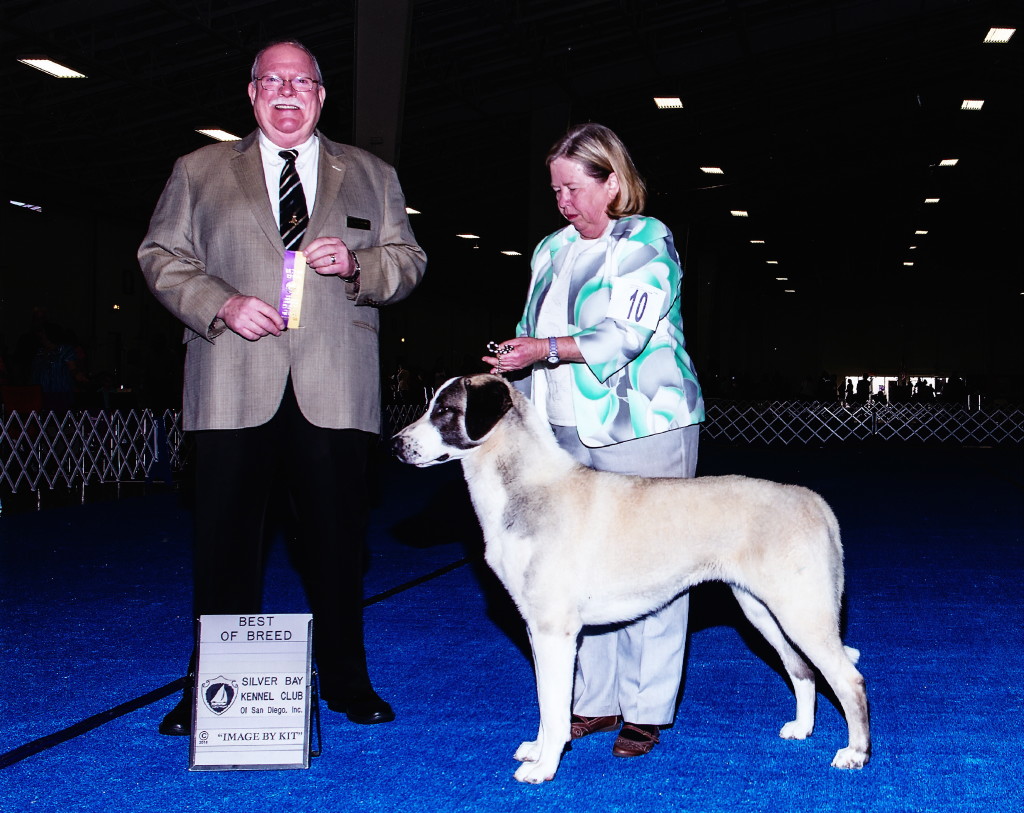 "Ates" is now GCH Karaboudjan's Bonfire of the Vanities, finishing at the Silver Bay KC dog show in Del Mar, handled by Lea Plaut. 