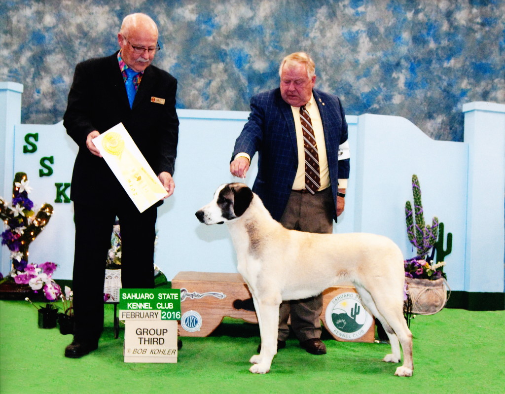 Group 3 placement for 10 month old "Ateş" CH Karaboudjan's Bonfire of the Vanities under Judge: Gary Anderson @ Sahuaro State KC show in Arizona. Handled by Ric Plaut.