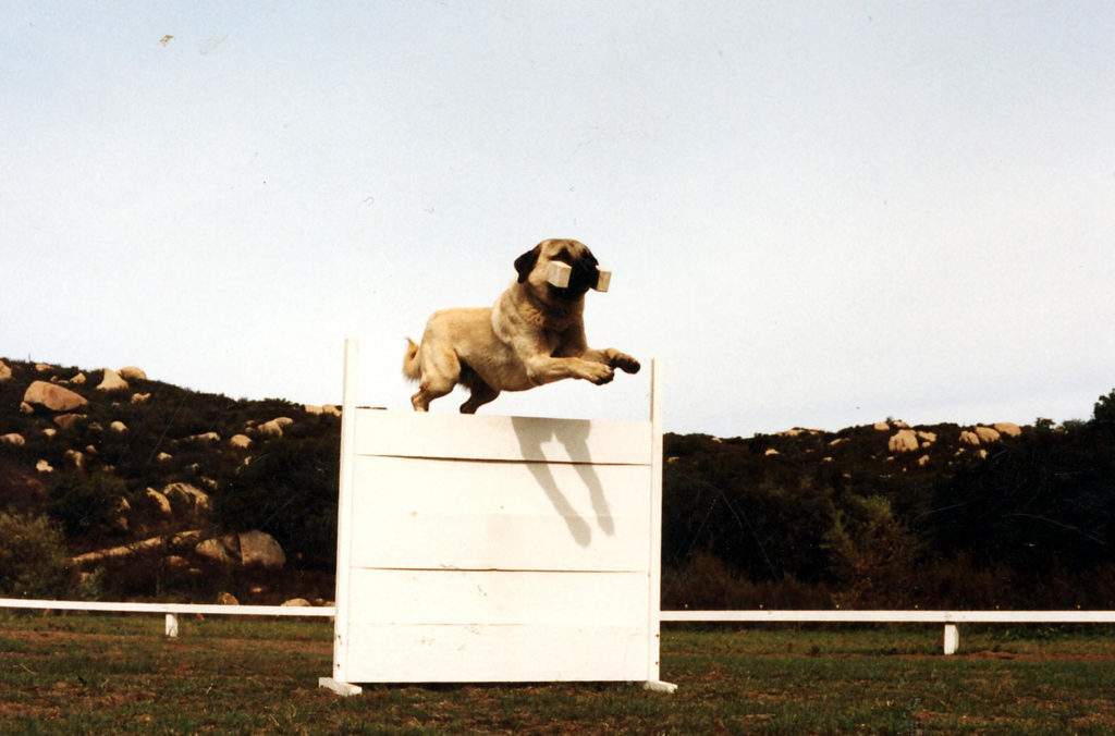 Alp was an extremely versatile dog with numerous obedience 